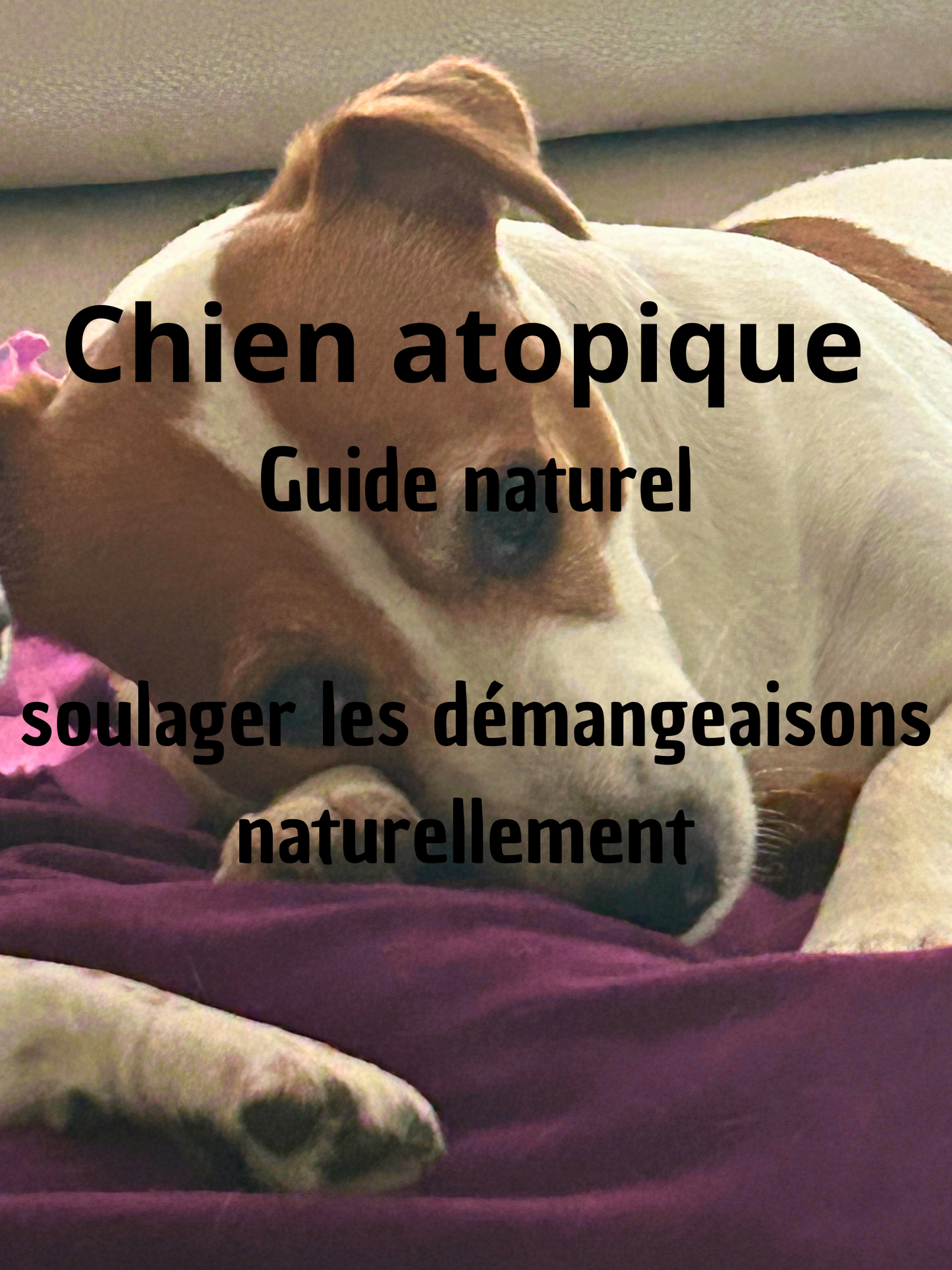 Repas pour mon chien dermite atopique — Guide pratique pour soulager naturellement votre 🐶🐾