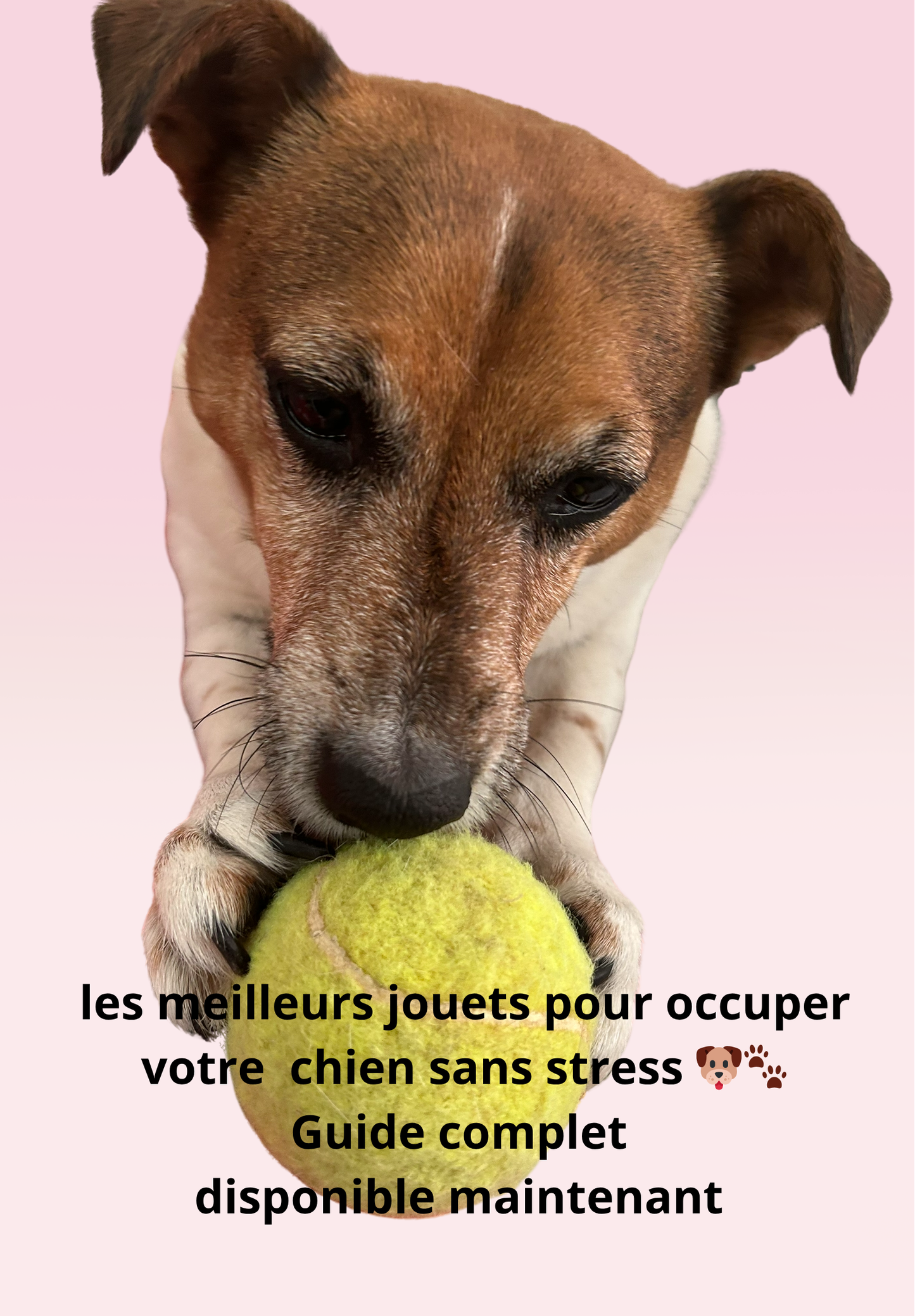 Les meilleurs jouets pour occuper mon chien sans stress