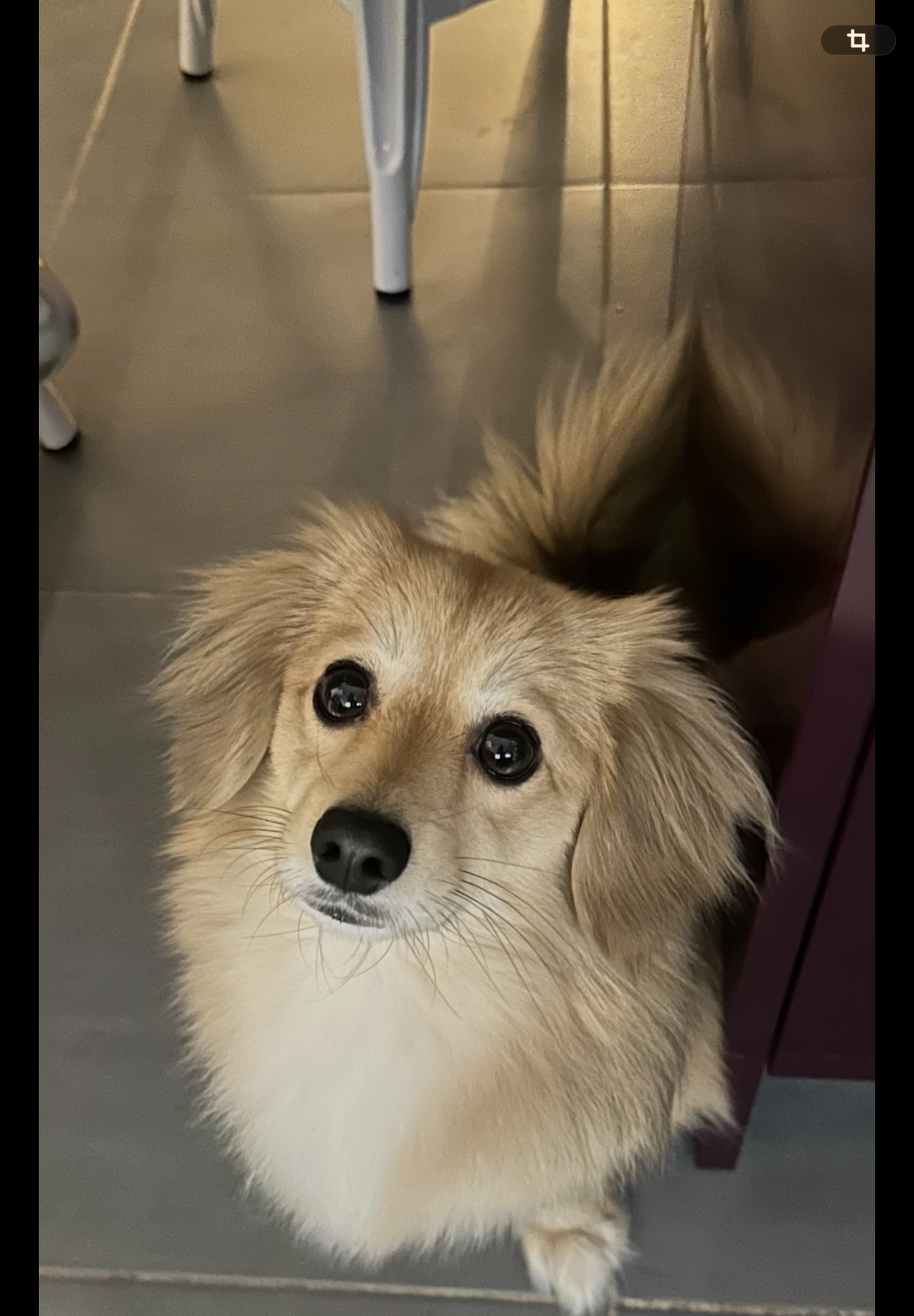 Les tiques ennemis numéro 1🐶🐾