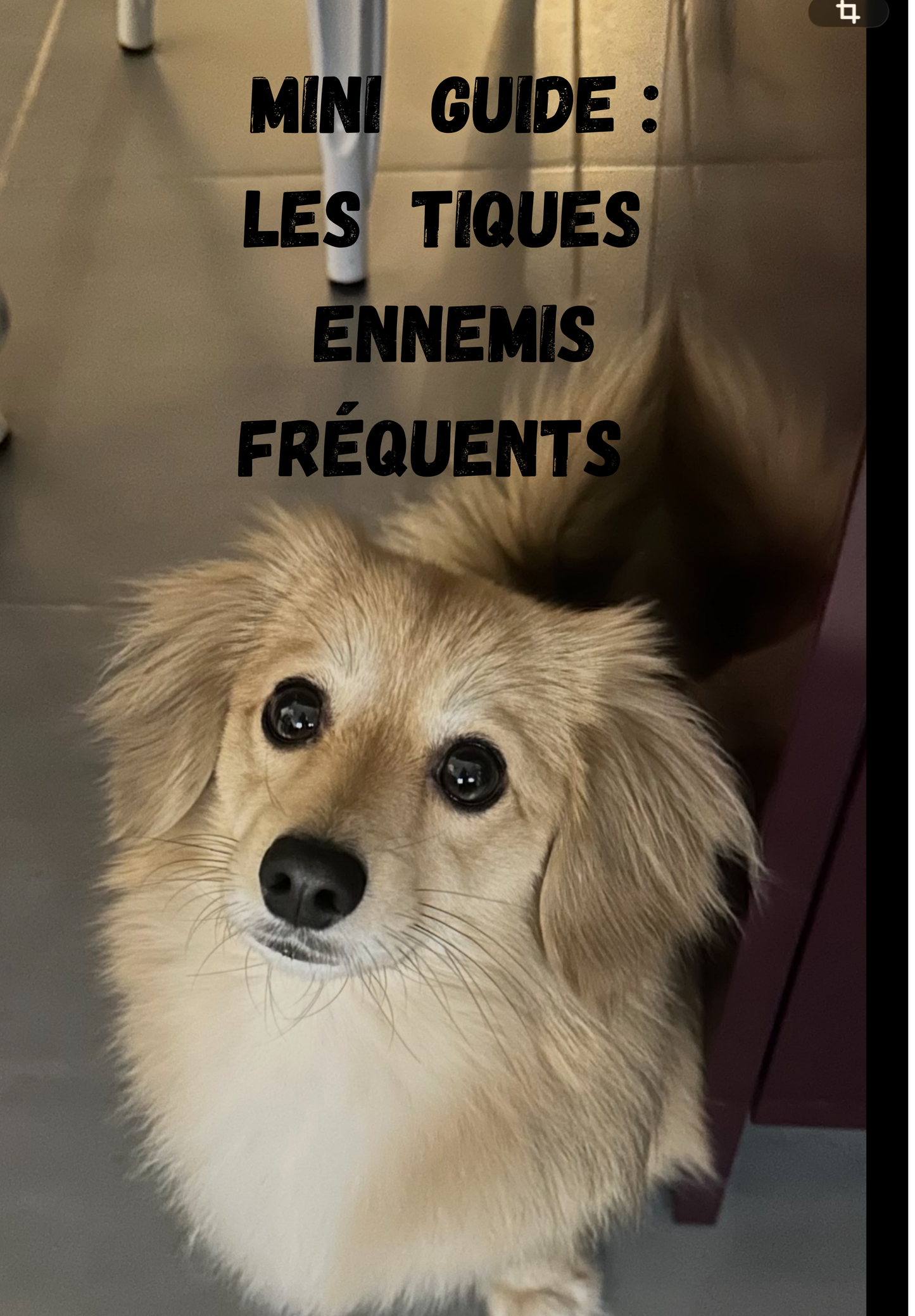 Les tiques ennemis numéro 1🐶🐾